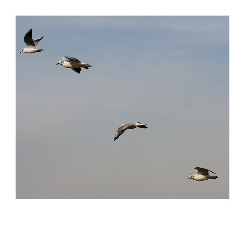 Flugformation