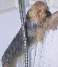 Wasser marsch image